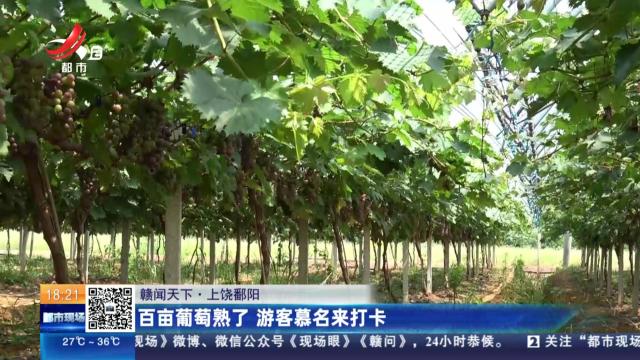 【赣闻天下】上饶鄱阳：百亩葡萄熟了 游客慕名来打卡