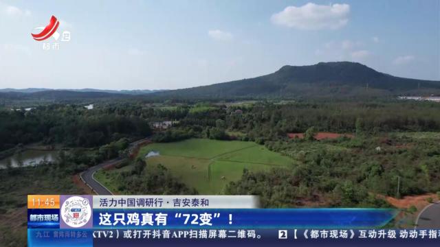 【活力中国调研行】吉安泰和：这只鸡真有“72变”！