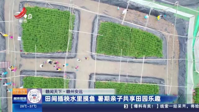 【赣闻天下】赣州安远：田间插秧水里摸鱼 暑期亲子共享田园乐趣