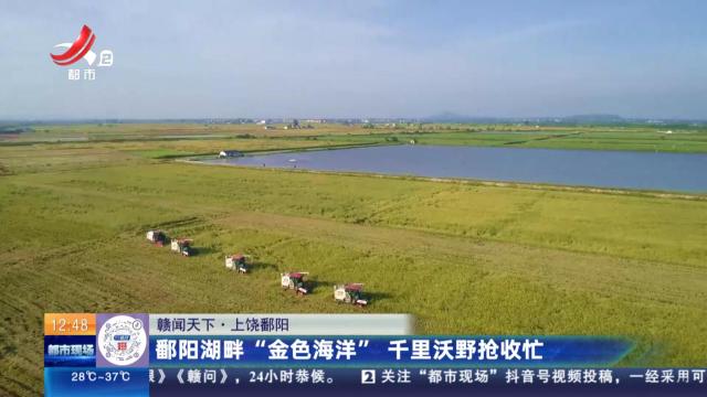 【赣闻天下】上饶鄱阳：鄱阳湖畔“金色海洋” 千里沃野抢收忙