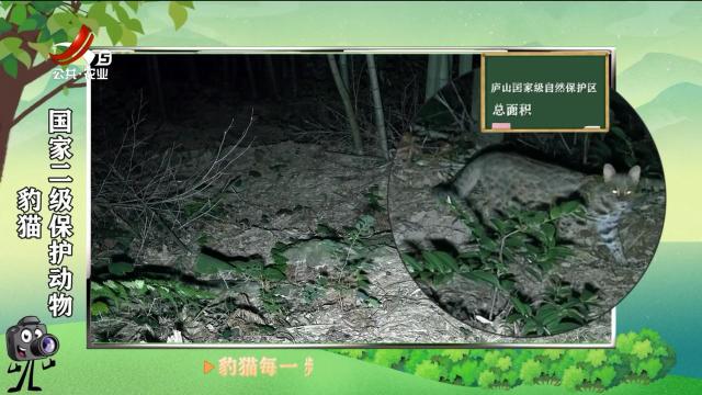 绿野秘踪20250731