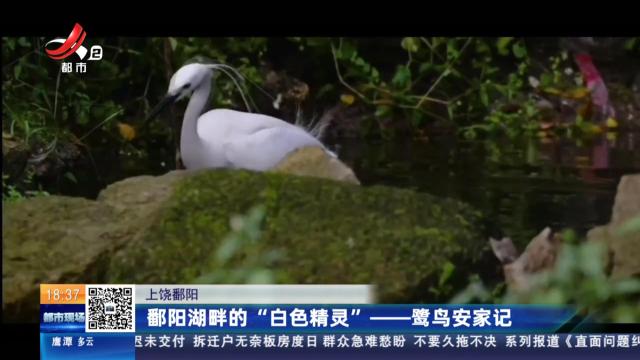 上饶鄱阳：鄱阳湖畔的“白色精灵”——鹭鸟安家记