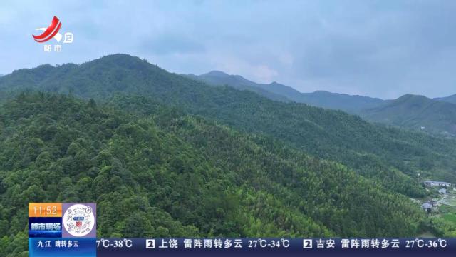 赣州崇义：无人机当搬运工 深山毛竹“飞”出大山