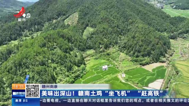 赣州南康：美味出深山！ 赣南土鸡“坐飞机”“赶高铁”