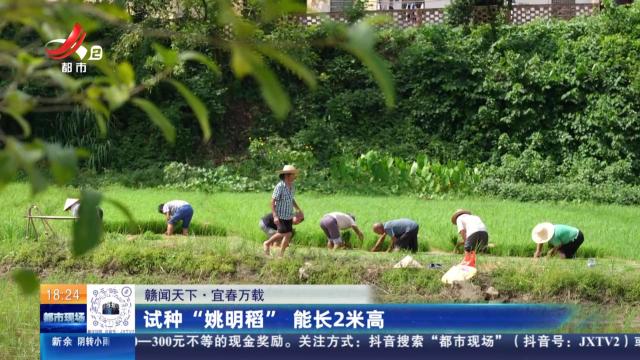 【赣闻天下】宜春万载：试种“姚明稻” 能长2米高