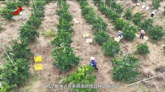 农问20250705