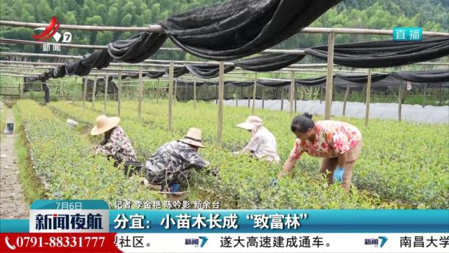 分宜：小苗木长成“致富林”