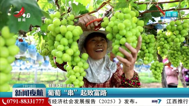 【赣鄱大地喜丰收】葡萄“串”起致富路