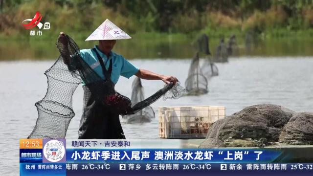 【赣闻天下】吉安泰和：小龙虾季进入尾声 澳洲淡水龙虾“上岗”了