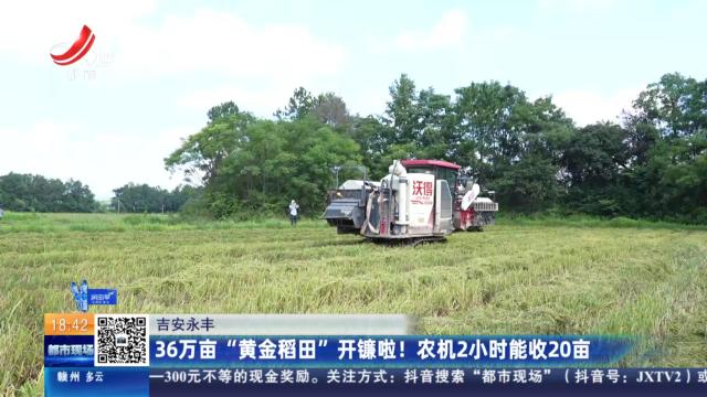 吉安永丰：36万亩“黄金稻田”开镰啦！农机2小时能收20亩