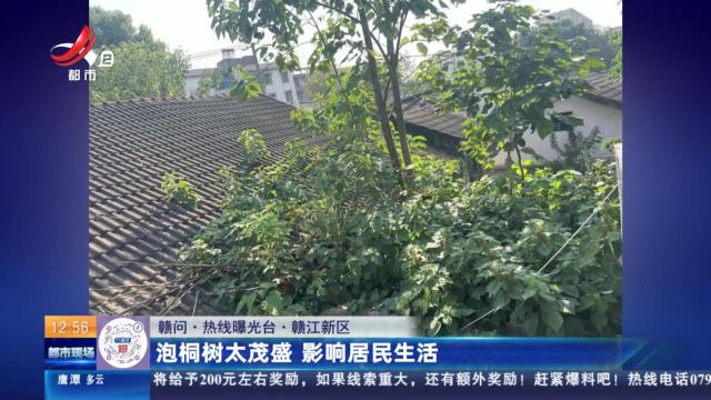 【赣问·热线曝光台】赣江新区：泡桐树太茂盛 影响居民生活