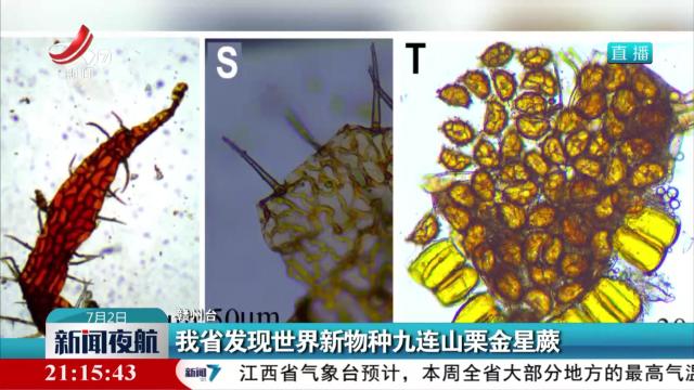 我省发现世界新物种九连山栗金星蕨