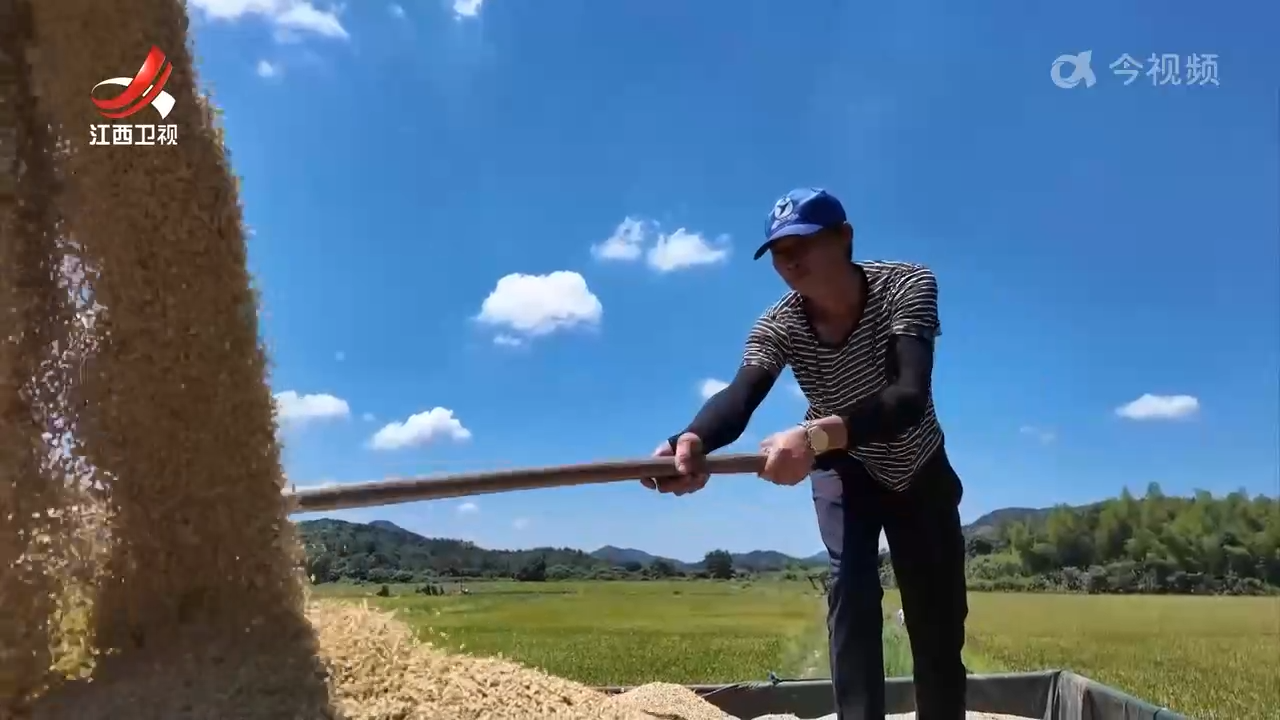 早稻陆续开镰 短生育期模式效益高
