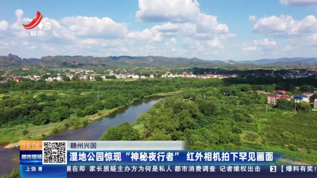 赣州兴国：湿地公园惊现“神秘夜行者” 红外相机拍下罕见画面