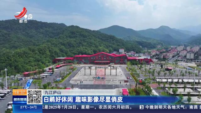 九江庐山：白鹇好休闲 趣味影像尽显俏皮