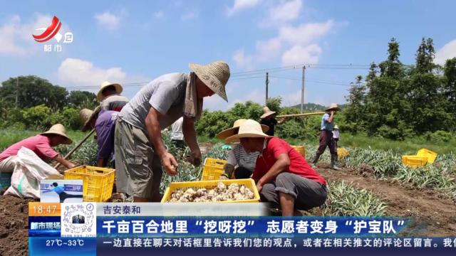 吉安泰和：千亩百合地里“挖呀挖” 志愿者变身“护宝队”