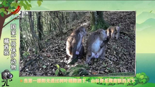 绿野秘踪20250718