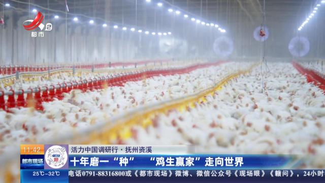 【活力中国调研行】抚州资溪： 十年磨一“种” “鸡生赢家”走向世界