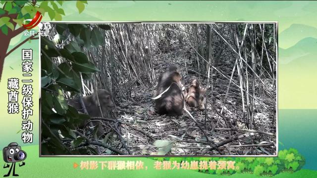 绿野秘踪20250705
