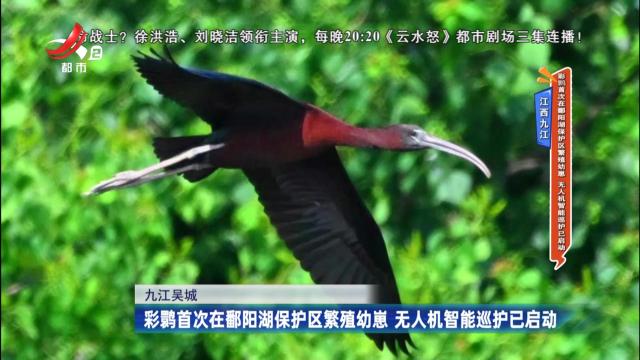 江西九江：彩鹮首次在鄱阳湖保护区繁殖幼崽 无人机智能巡护已启动