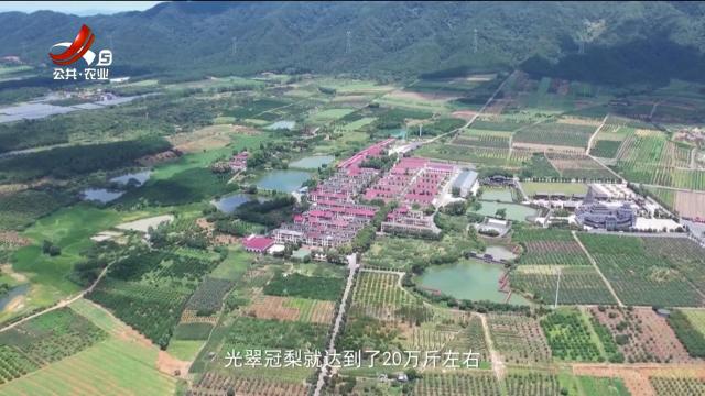 稻花香里20250722 乡村振兴进行时——峡江翠冠梨出海记：三张王牌打出亿元“梨”想