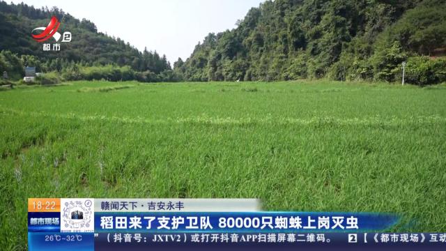【赣闻天下】吉安永丰：稻田来了支护卫队 80000只蜘蛛上岗灭虫