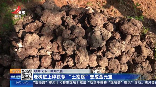 【赣闻天下】赣州兴国：老树桩上种茯苓 “土疙瘩”变成金元宝