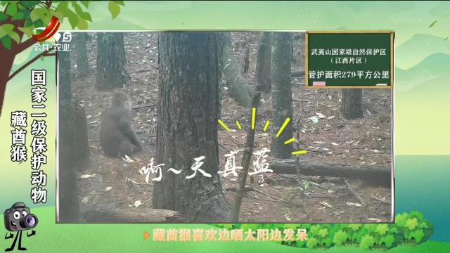 绿野秘踪20250712