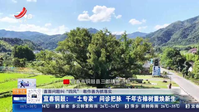 【直面问题纠“四风” 敢作善为抓落实】宜春铜鼓：“土专家”问诊把脉 千年古樟树重焕新生