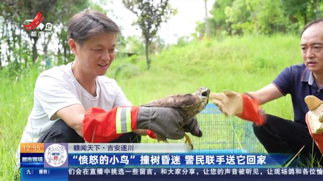 【赣闻天下】吉安遂川：“愤怒的小鸟”撞树昏迷 警民联手送它回家