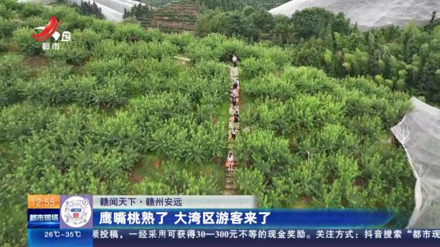 【赣闻天下】赣州安远：鹰嘴桃熟了 大湾区游客来了
