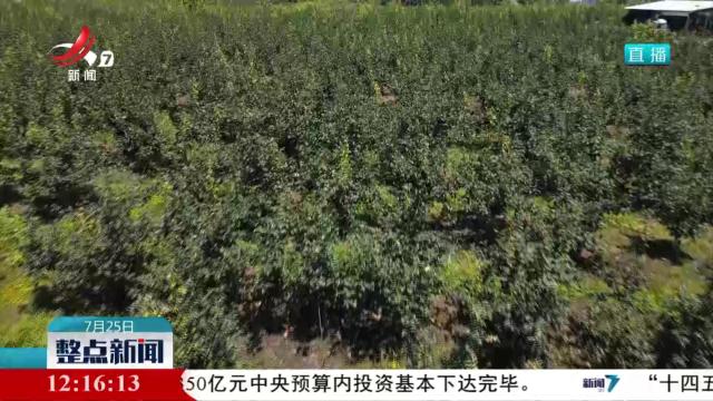 德安翠冠梨助农增收