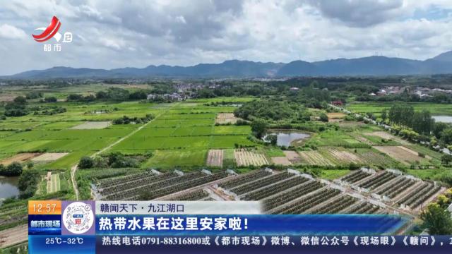 【赣闻天下】九江湖口：热带水果在这里安家啦！