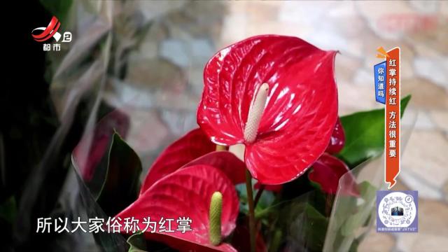 你知道吗——红掌持续红 方法很重要