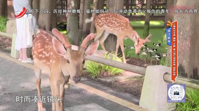 浙江杭州：小鹿跃出水面“圈粉”无数 青山湖打造现实版“绿野仙踪”