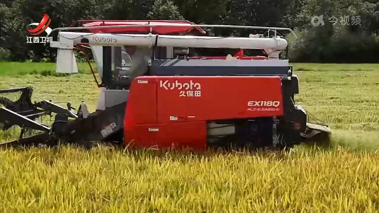早稻收获超四成 呈现丰产态势