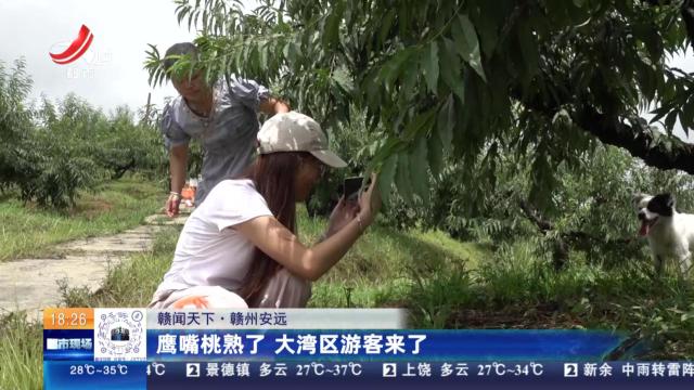 【赣闻天下】赣州安远：鹰嘴桃熟了 大湾区游客来了