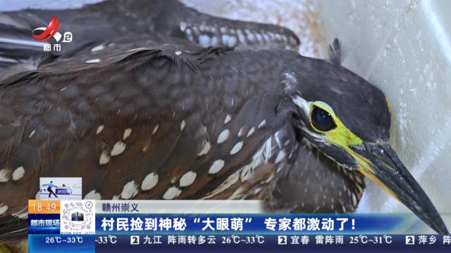 赣州崇义：村民捡到神秘“大眼萌” 专家都激动了！