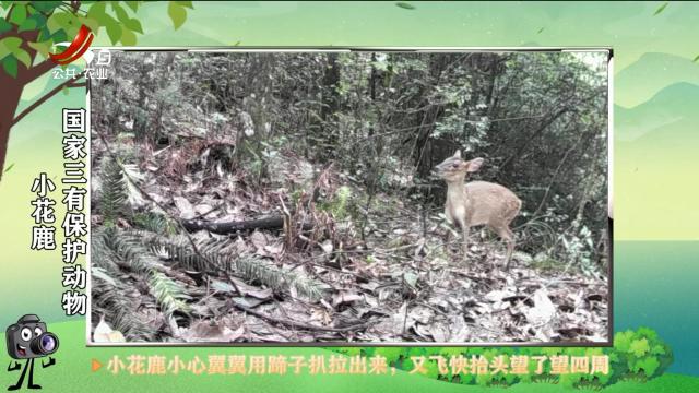 绿野秘踪20250704