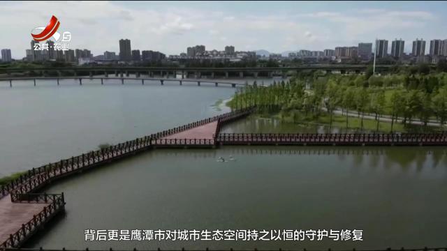 美丽江西在行动20250706 6只凤头鸊鷉安家城市公园 人鸟和谐映照城市生态新画卷