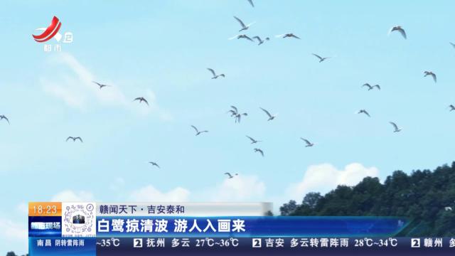 【赣闻天下】吉安泰和：白鹭掠清波 游人入画来