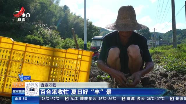 宜春万载：百合采收忙 夏日好“丰”景