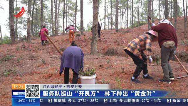 【江西政能亮】吉安万安：服务队巡山“开良方” 林下种出“黄金叶”