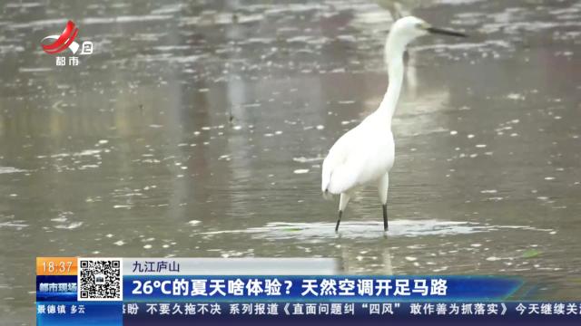 九江庐山：26℃的夏天啥体验？天然空调开足马路