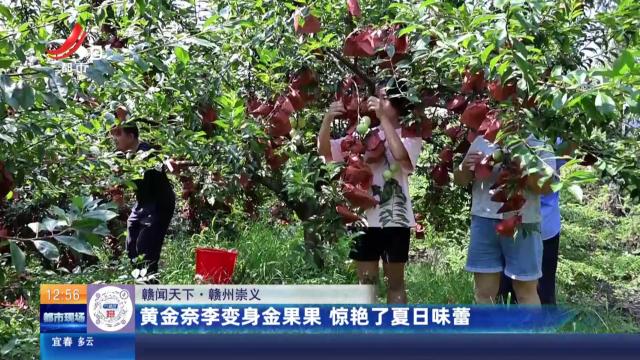 【赣闻天下】赣州崇义：黄金奈李变身金果果 惊艳了夏日味蕾