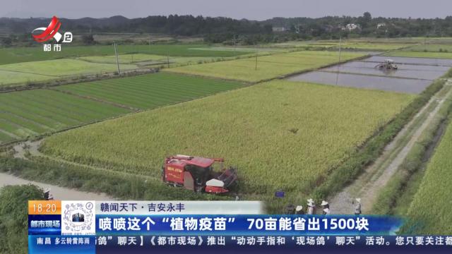 【赣闻天下】吉安永丰：喷喷这个“植物疫苗” 70亩能省出1500块