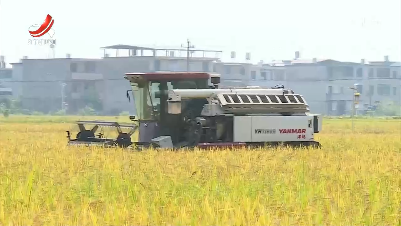 双抢接近尾声 新技术保丰收