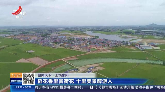 【赣闻天下】上饶鄱阳：稻花香里赏荷花 十里美景醉游人