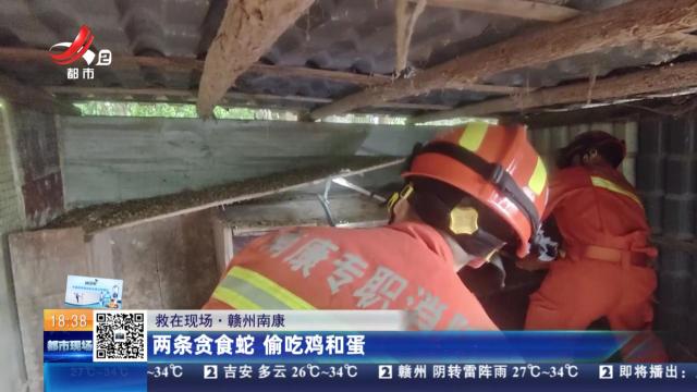 【救在现场】赣州南康：两条贪食蛇 偷吃鸡和蛋