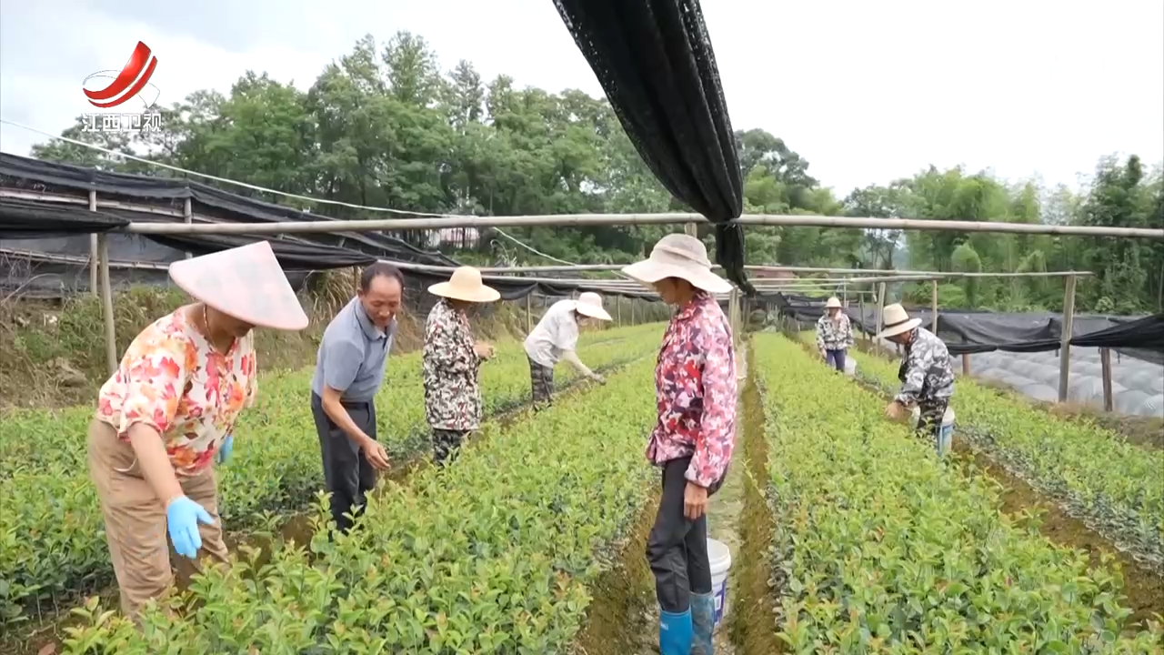分宜：小苗木长成“致富林”